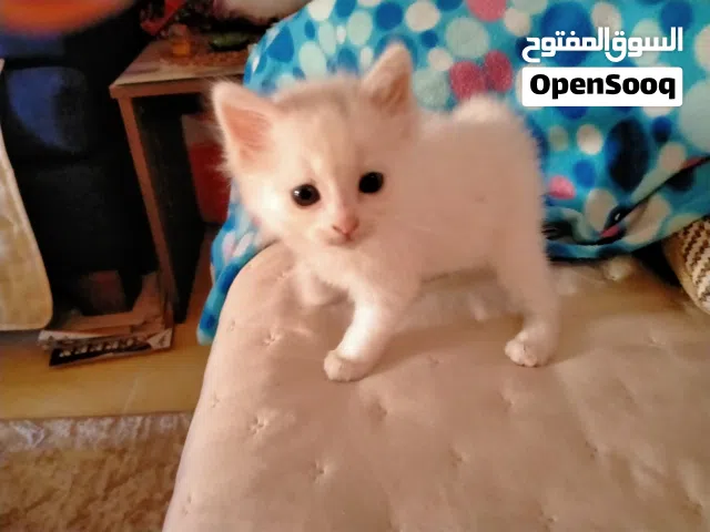 قط شيرازي بيور للبيع
