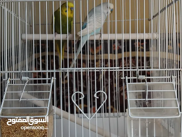 بادجي للبيع الواحد 4 دينار