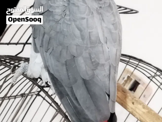 ببغاء جابو للبيع