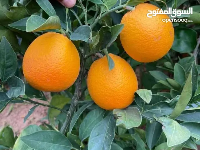 جميع انواع اليم