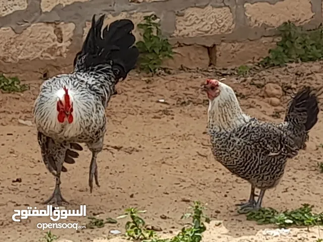 السلام عليكم دجاج عربي للبيع