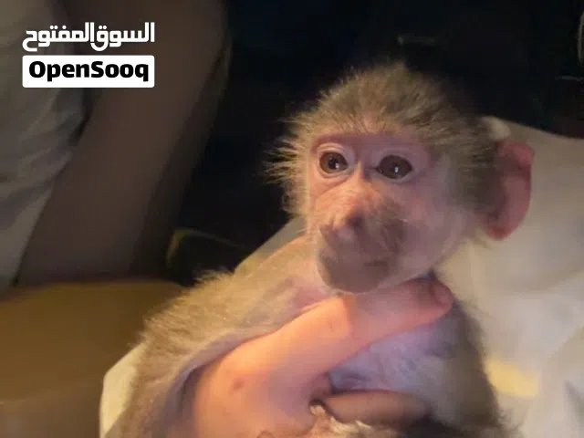 متوفر انثى قرد بابون عمرها شهر و نص أليفه و لعوبه مطلوبه 8500