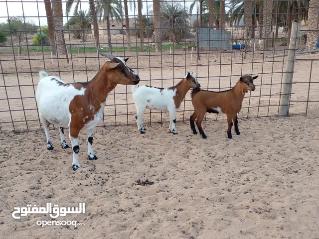 عنز كردية متاومة زوز جديان