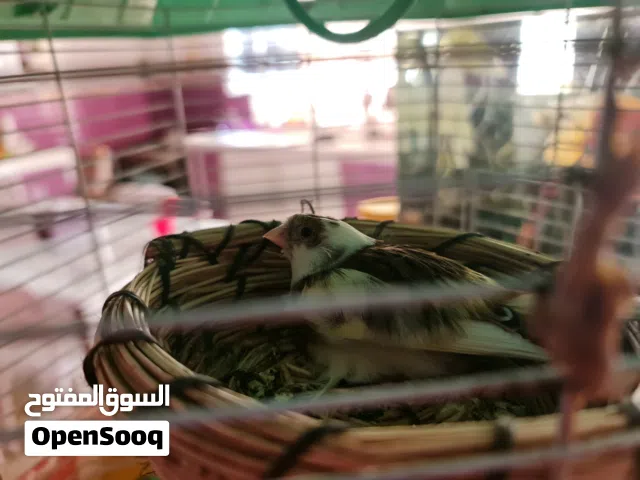 كناريات للبيع