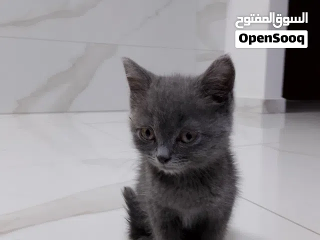 قط لتبني لعوب وومميز ومتوفر مع جميع اغراضه الخاصه