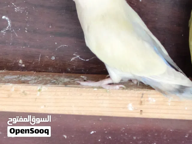 زوز طروف بركديلو