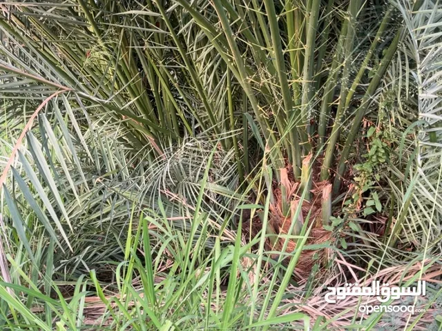 فسائل النخيل ذات الجودة العالية