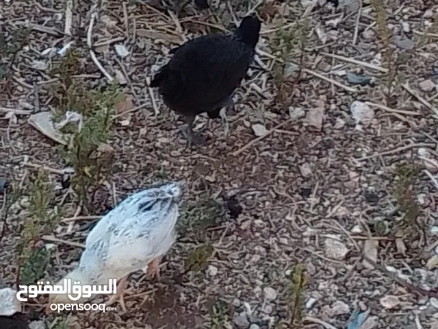 صوص بلدي عمر شهر ونص