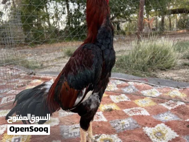طير للبيع بتشو