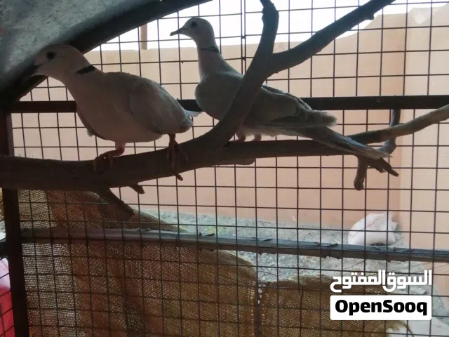 طيور للبيع بسعر مناسب ومغري أقرئ الوصف