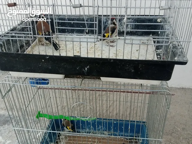 حساسين نخب اول وبندوق كنار جزري غامق غامق صلاة النبي طور صحة ونضافة