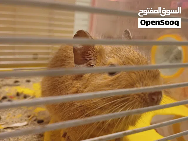 حيوان الديغو ( degu rare pet)