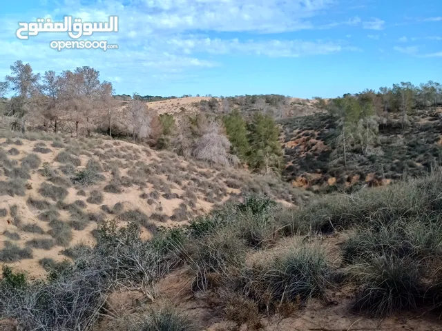شاشه 55للبيعسمسينقا