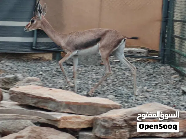 للبيع أنثى الديماني سن الانتاج واناث 2 العمر يومين الون الغامق مستوى ممتاز سلاله عمانيه أصل