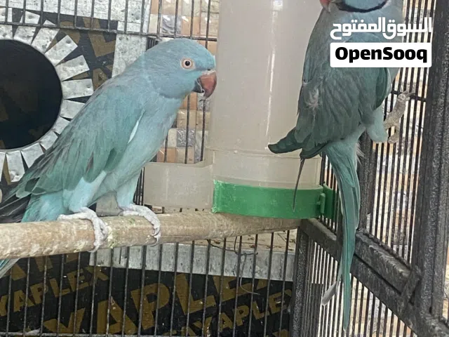 دره ازرق منتج