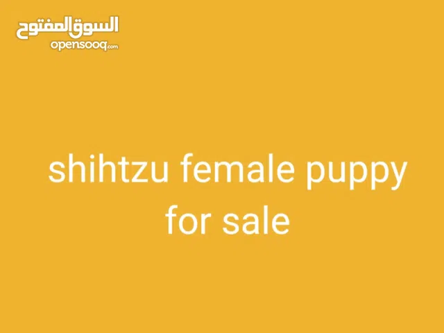 للبيع كلاب شيزو اصل بيور