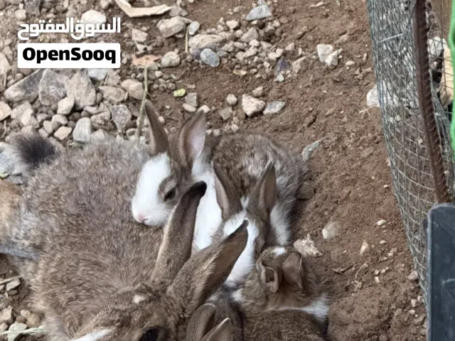 أرانب محليه منتجه