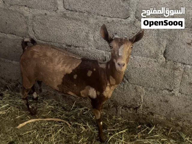 شاه مال صلاله عشار