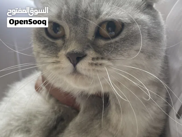 قطوه سكوتش فلود للبيع