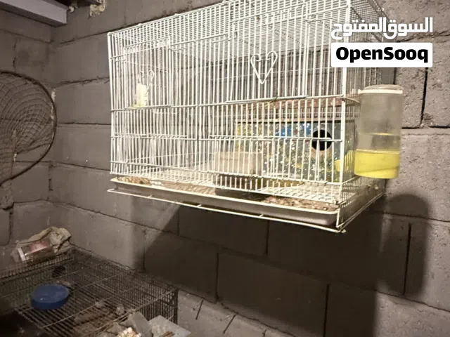 قفاص + محميه كامله كله نضيفات وشغل درجه اولى الي يدور ب فلس ونص يعبر المنشور محميه نضيفه وقفاص انضاف