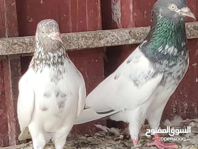 حمام بكستاني زوج مجرب طيران