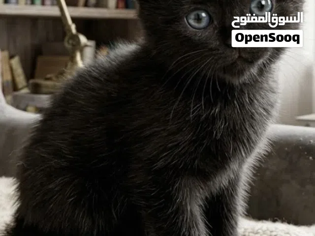 للتبني العمر شهرين