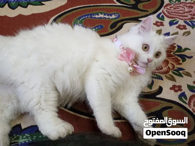 قطه شيرازي بيور اصيله ابيض