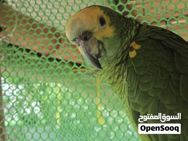 ببغاء امازون جبهة زرقاء، العمر سنتين، اليف ووبصحة ممتازة