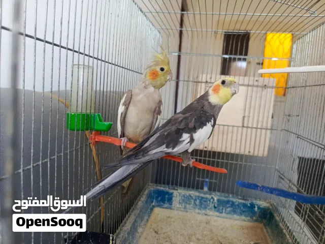 جوز كوكتيل شغال الذكر اليف مع قفص كاسكو وكوخ تفصيل للبدل على جاج