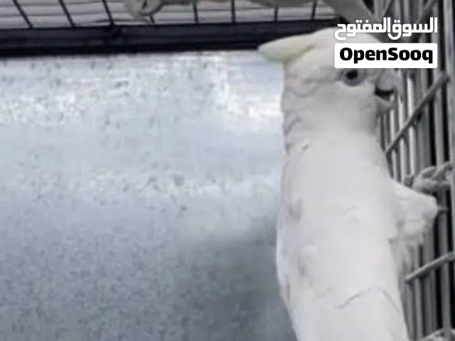 ببغاء كوكاتو