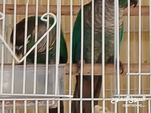 tarquoise conure pair