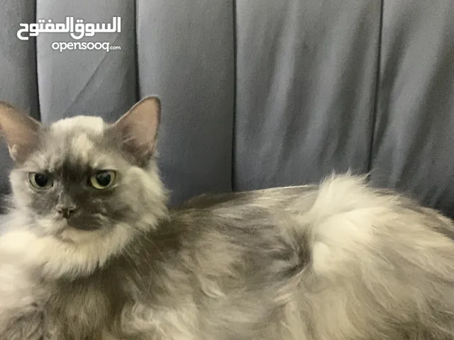 أنثى اسمها تومي