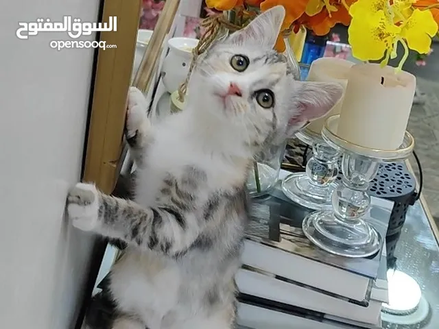 تبني قطط صغيرة مجان