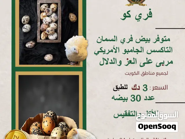متوفر لحم فري تاكسس حجم وبيض
