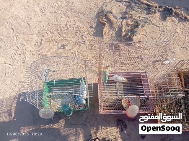 عدد 2 كوبيات بقلينو بسعر كزيوني