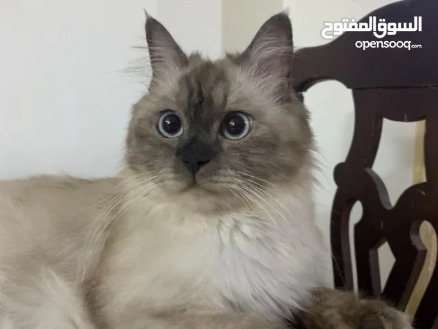 قطه هملايا تشوكلت للتبني