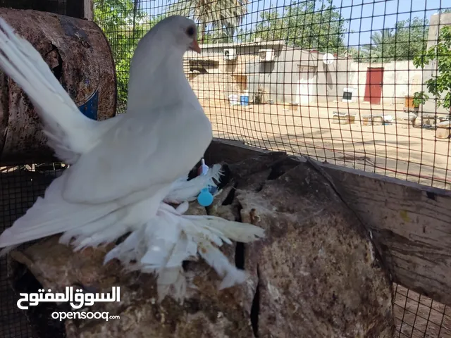 كوبية روسي قريب دحي ماشاء الله مكان غرب الزاويه ابي عيسى
