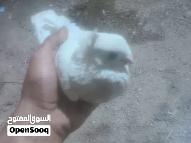 السلام وعليكم فحل ارفلي مالت صيد بي حلقه سعره 5 قفل مكاني المطيحه