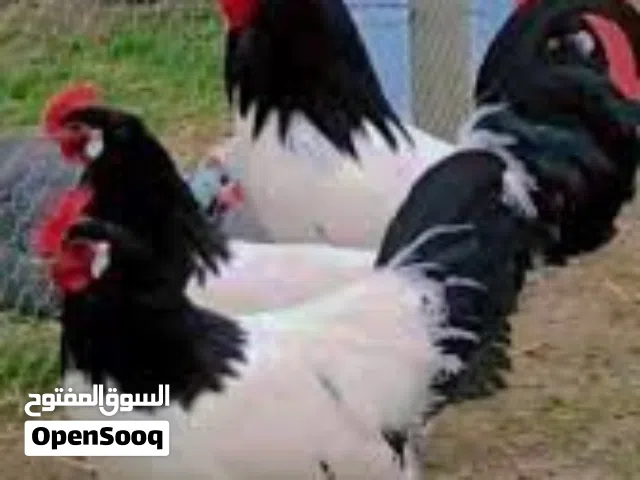 دجاج ملكي  ابيض /احمر لي عندة يسرلنا علي حساب بارك الله فيكم