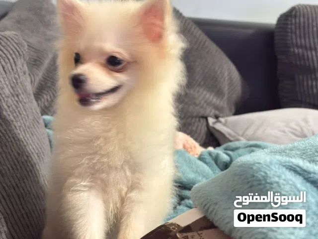 كلب انثى وذكر للبيع