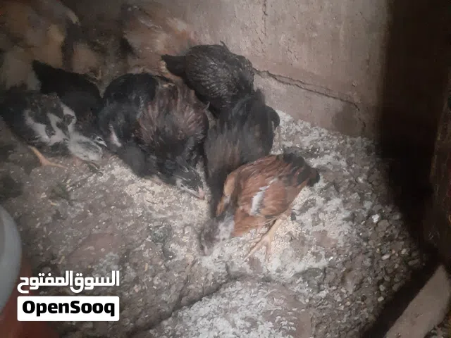 صوص جاج بلدي