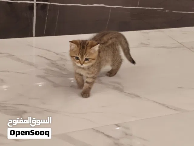 سكوتش ستريت NY24 ذكر للبيع