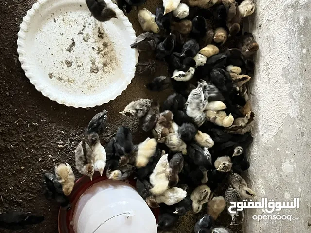 صيصان عمر من 12 ل 14 يوم