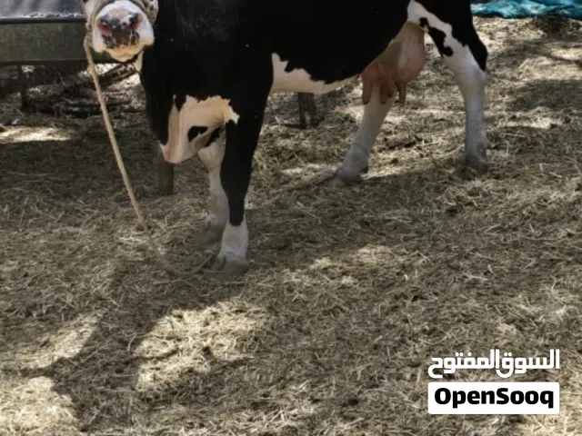 بقره ظفاريه حامل 4 أشهر إنتاج حليب