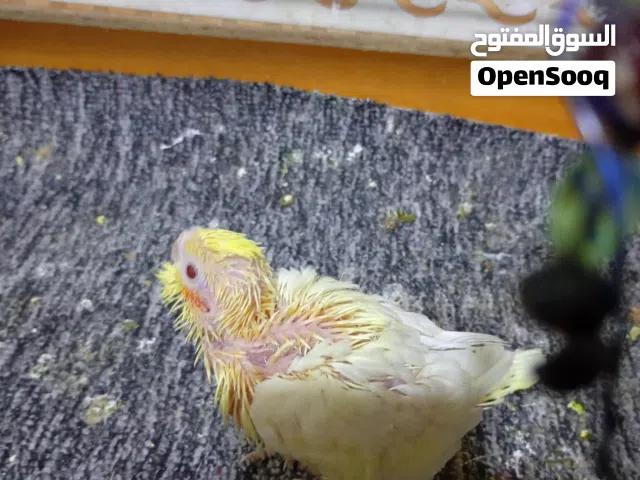ببغاء كوكتيل