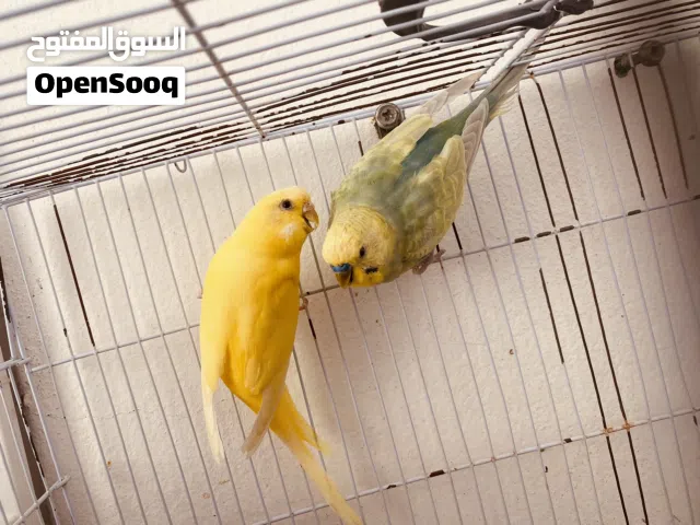 متوفر جوز بقلينو دكر رينبو وانتى فاكتر صفره متوفر ريش مصراته قراره