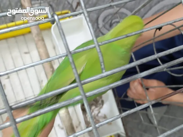 بغبغاء دره هندي ذكر