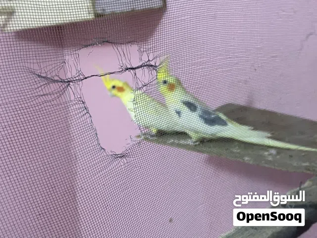 السلام عليكم زوج كوكتيل جواهن فرخ طيور صحه ونضافه ميه بل ميه طيور بزارات