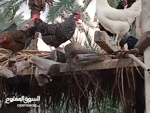 دجاج عربي كيف بادى يدحى