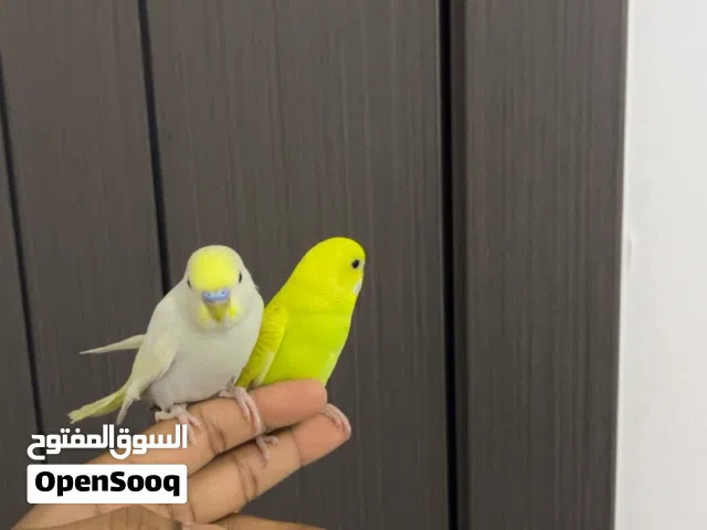 زوج ببغاء بادجي أليفين جدا و يوقفون على اليد
